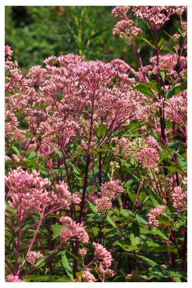 Backyard Corner Gone Wild wild flower garden ideas