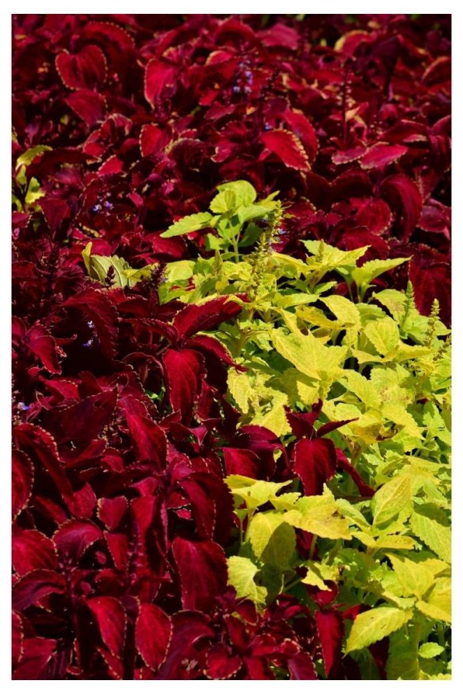 Bright Coleus and Dusty Miller Pairing fall flower garden ideas