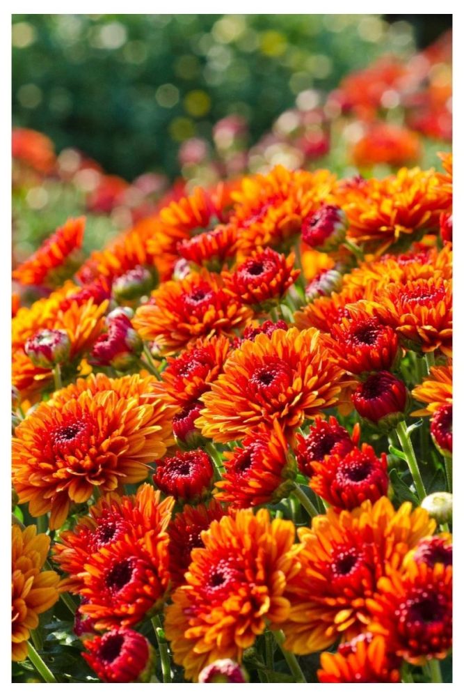 Chrysanthemums in Warm Clusters fall flower garden ideas