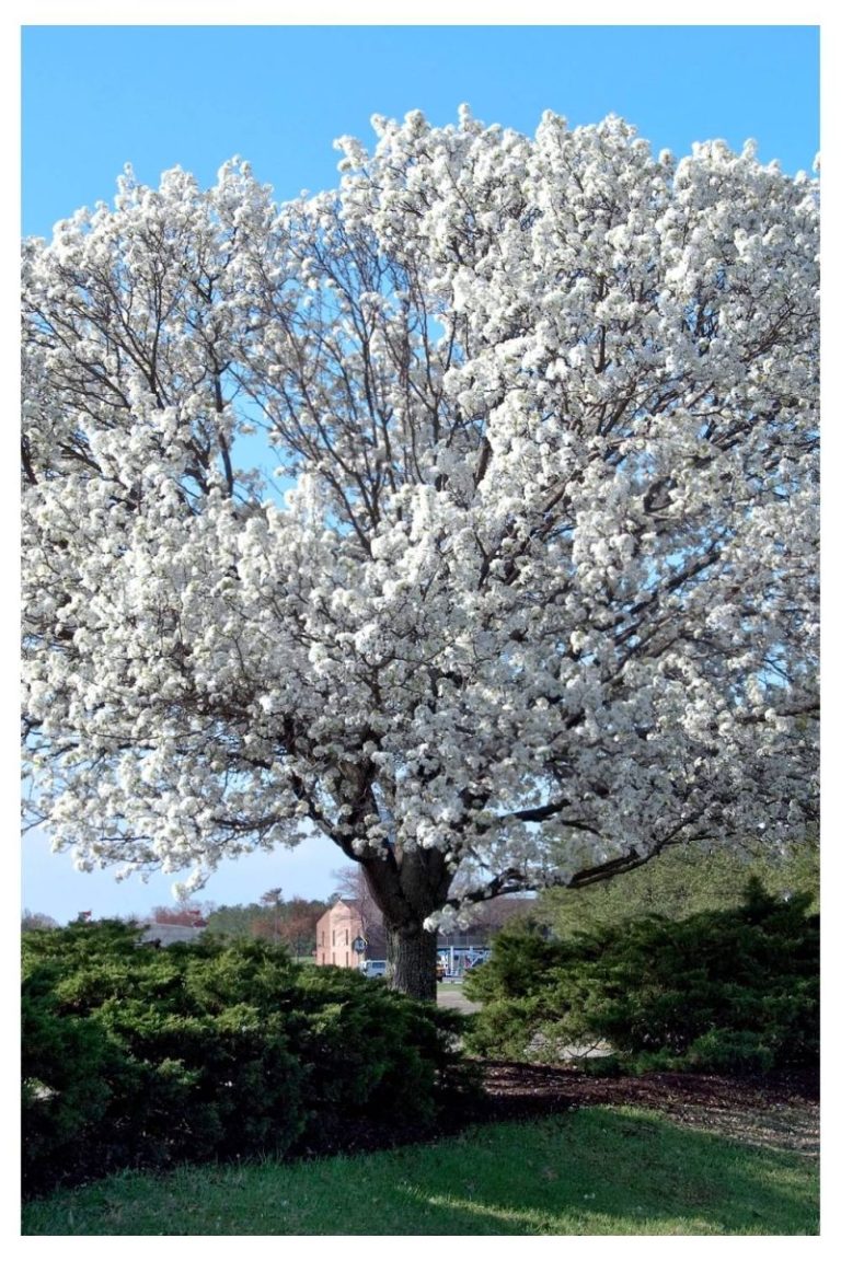 Dogwood for Colorful Winter Stems winter flower garden ideas
