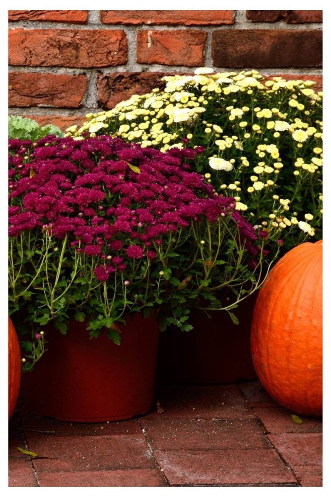 Fall Flower Porch Steps Without the Pumpkins fall flower garden ideas