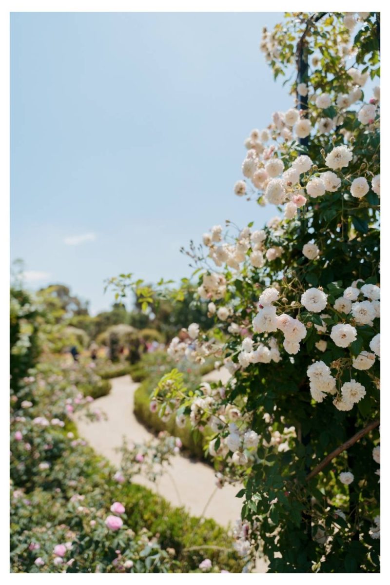 Ground White Roses 21 White Flower Garden Ideas That Feel Fresh and Timeless