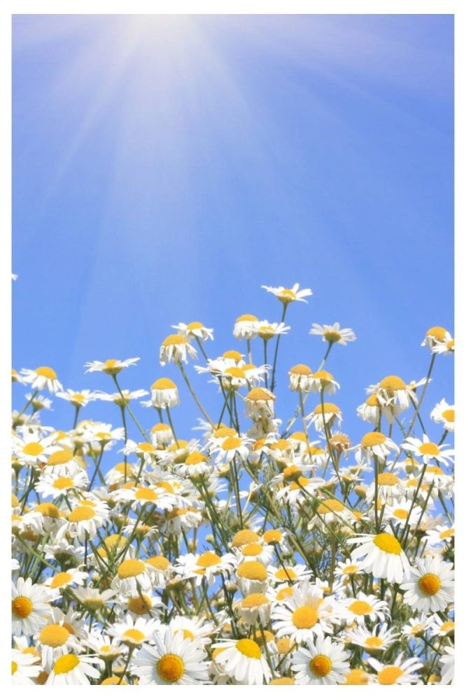 Gravel Path Flanked by Daisies and Phlox white flower garden ideas