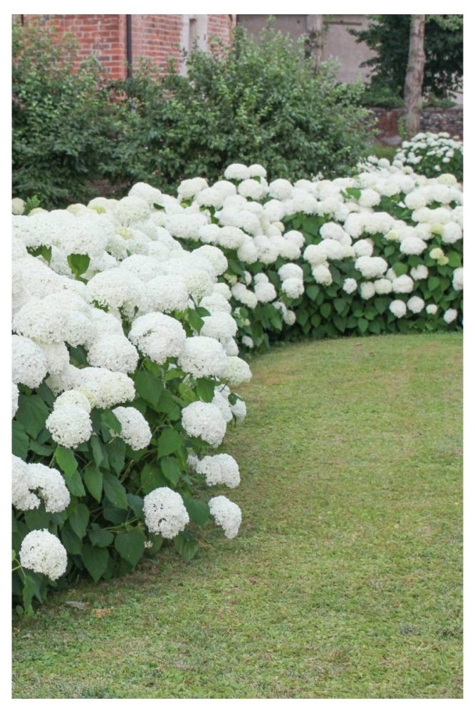 Layered White Hydrangeas by a Garden Path white flower garden ideas