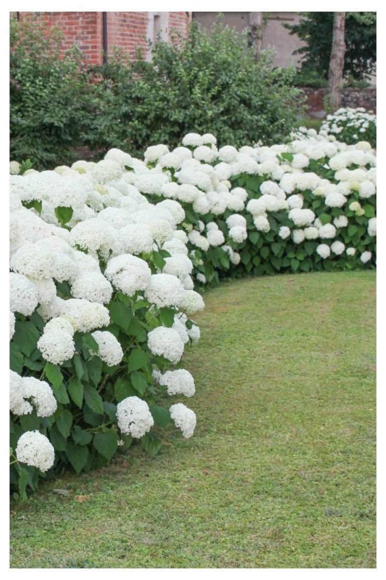 Layered White Hydrangeas by a Garden Path white flower garden ideas