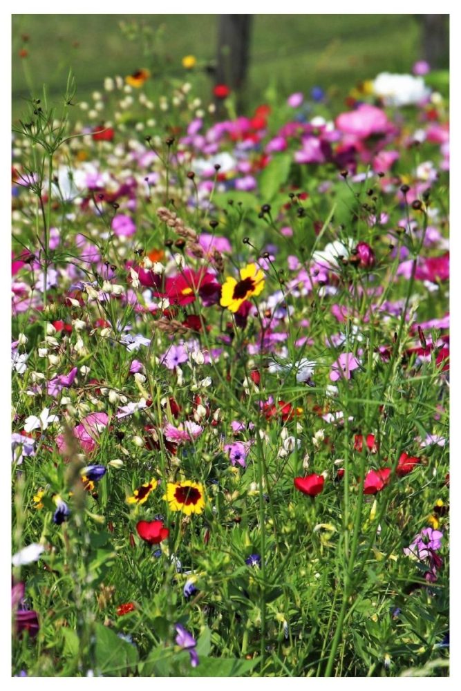 Mini Meadow in the Front Yard wild flower garden ideas