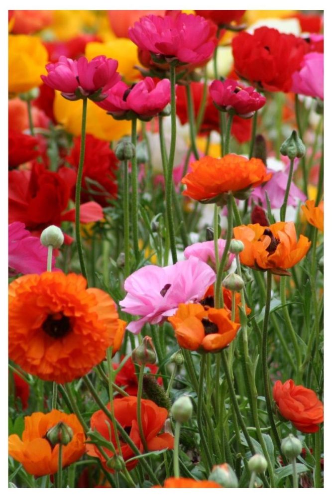 Poppy Heavy Color Bursts wild flower garden ideas
