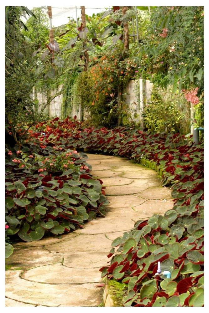 Prairie Style Garden for Dry Spots wild flower garden ideas