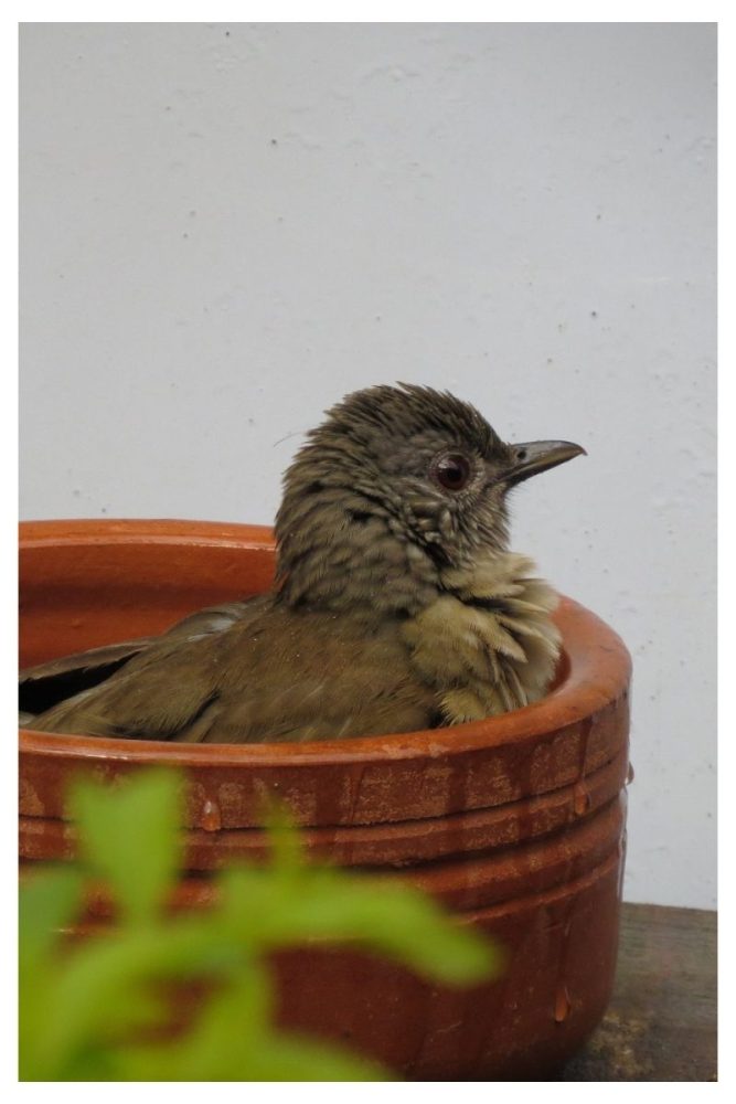 Reclaimed Wood Basin Bird Bath Ideas