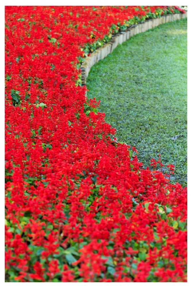 Salvia and Sedum for Pollinator Power fall flower garden ideas