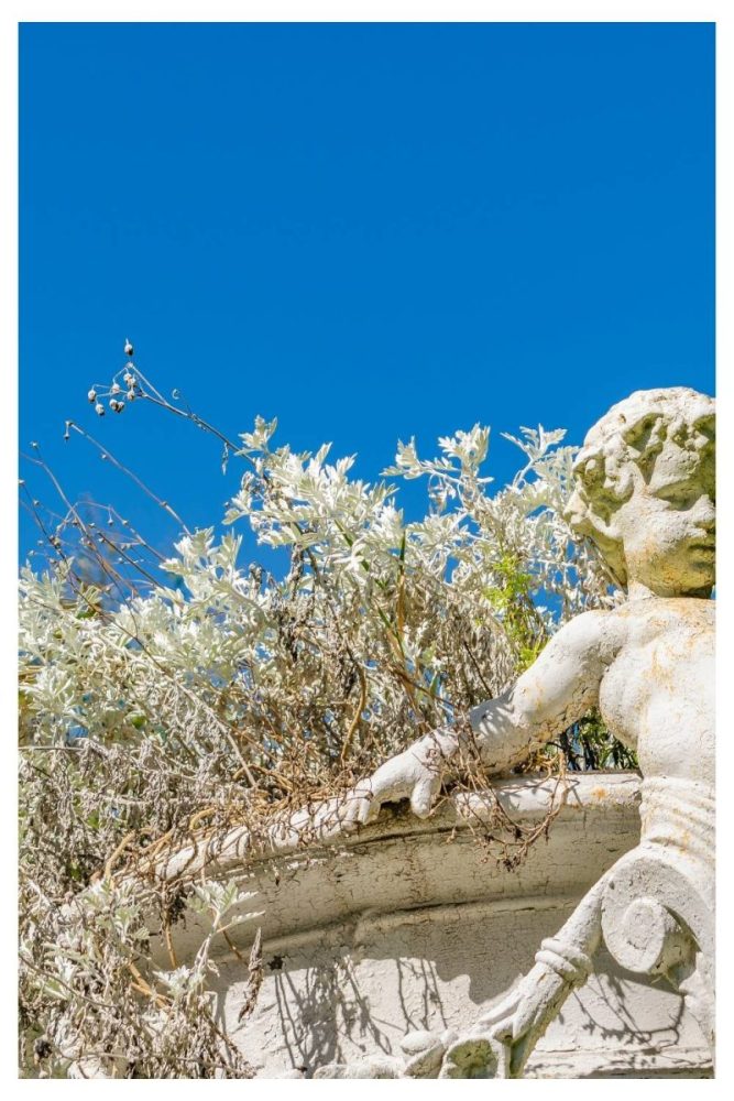 Sculptural White Flower and Grass Pairing white flower garden ideas