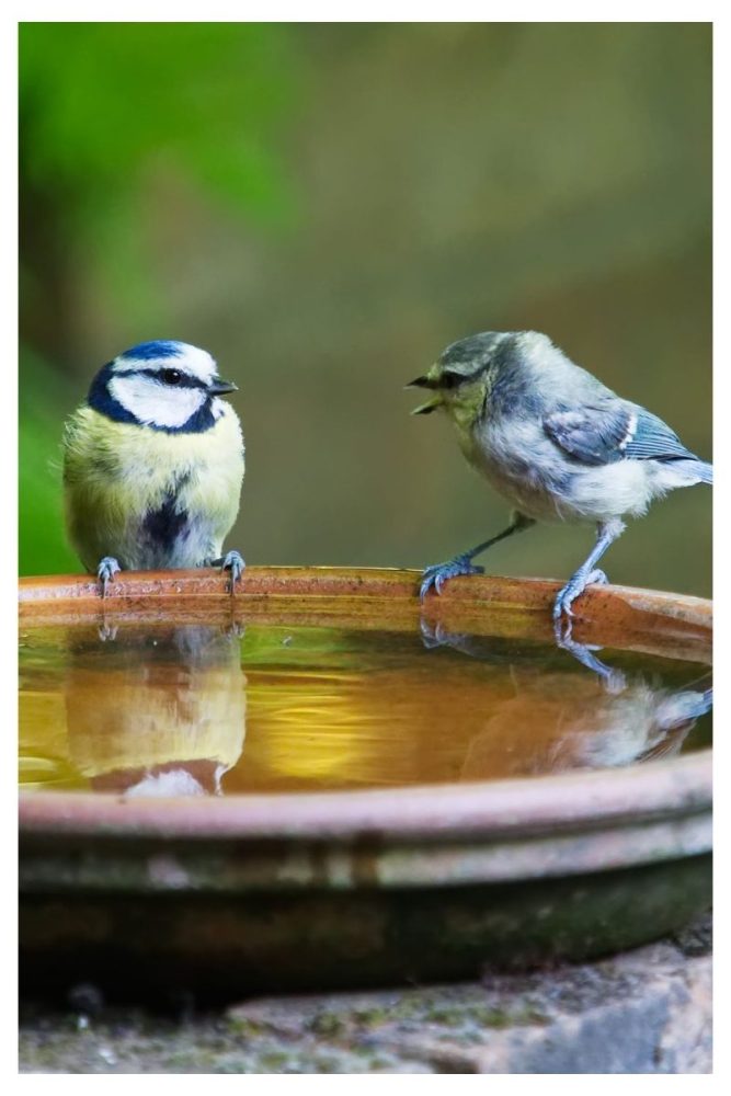 Terracotta Bowl on a Stack of Bricks Bird Bath Ideas