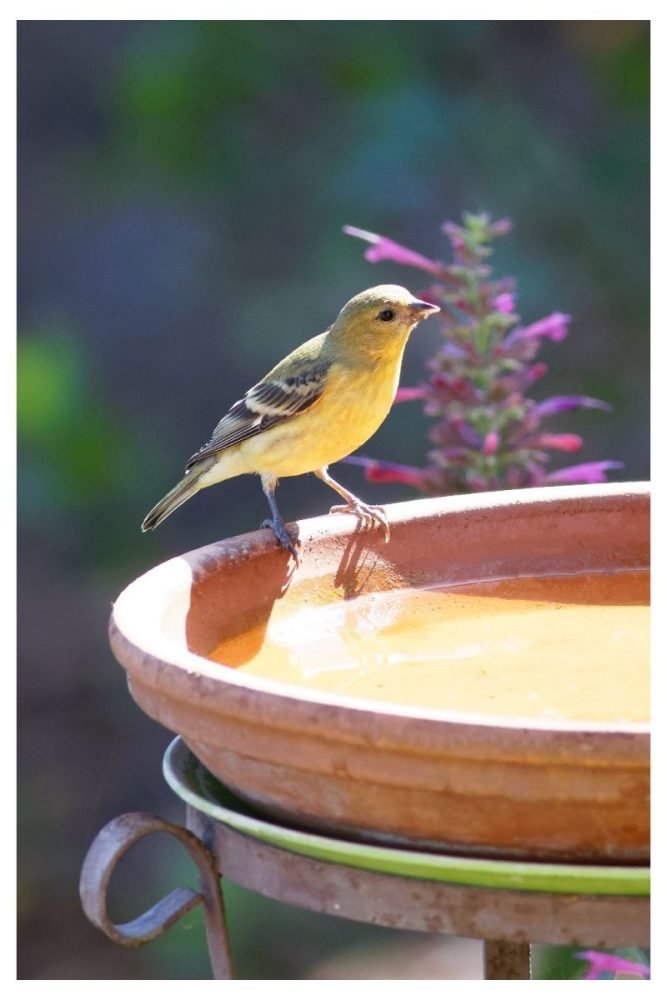 Upcycled China Bowl Bird Bath Ideas