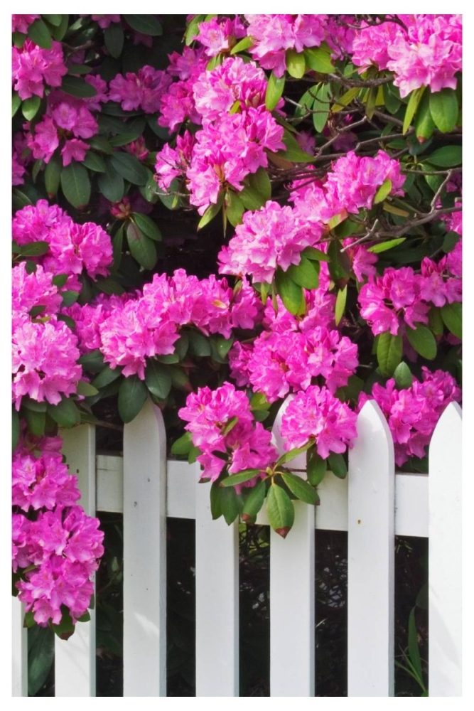 Wildflower Bed by a Fence garden flower bed ideas