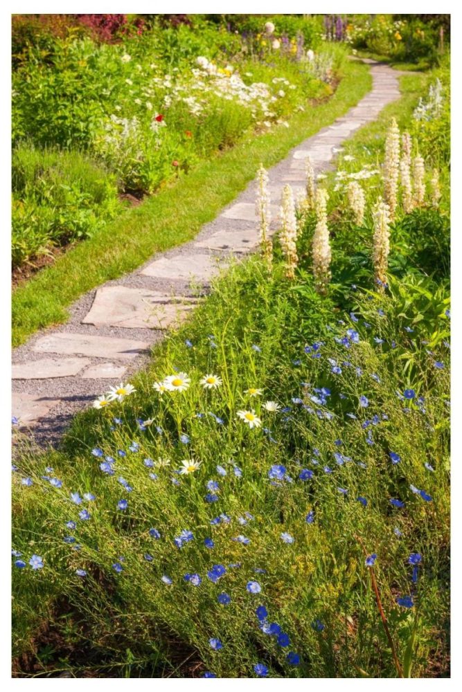 Wildflower Lawn Replacement wild flower garden ideas