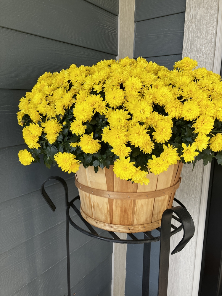Yellow,Fall,Mum,Flowers,On,Porch