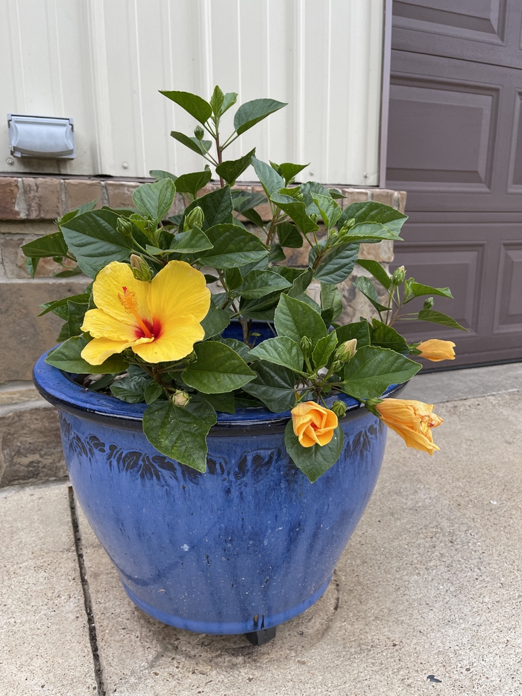 Yellow,Hibiscus,In,Blue,Pot
