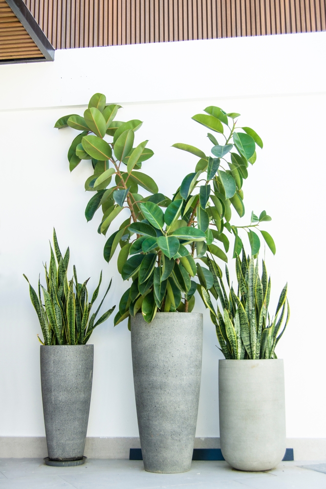 Large,Garden,Pots,With,Green,Plants,Deficus,Elastica,And,Sansevieria