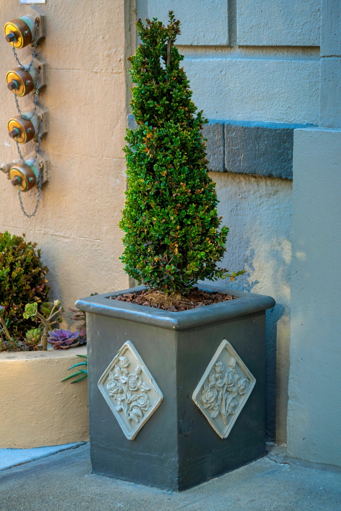 Tall,Triangular,Shrubs,In,Pot,Or,Planter,With,Diamond,Pattern