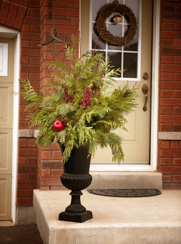 A,Plant,In,A,Black,Pot,On,A,Door,Step.