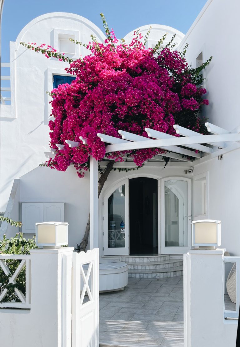 Trellis Ideas That Look Amazing on a House or Garden